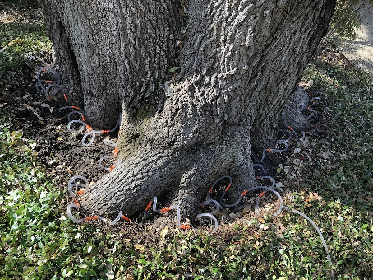 Detailed Tree Cabling and Bracing job site in Holmen