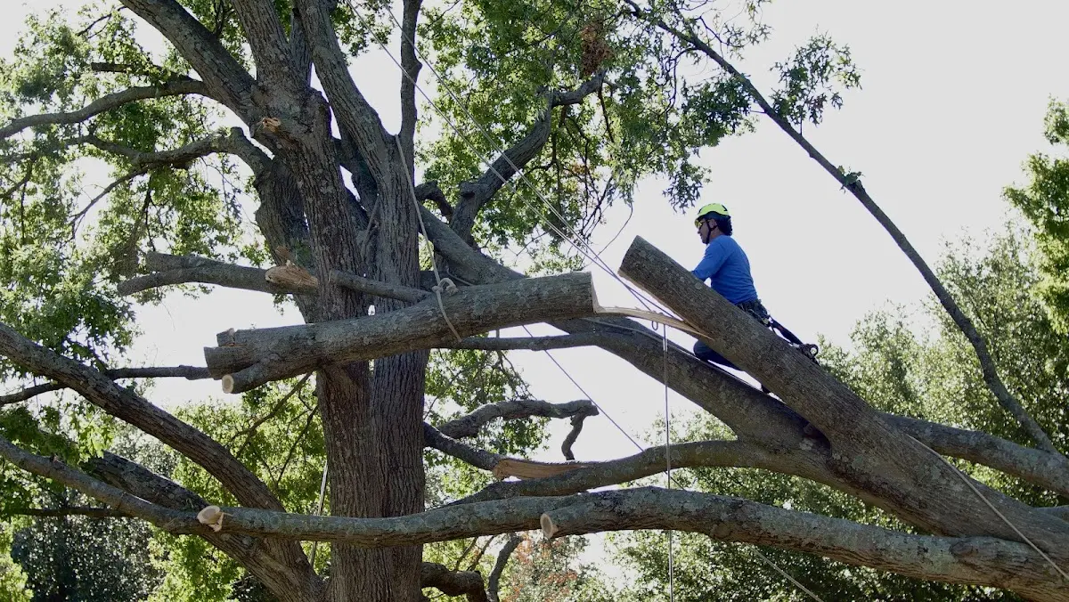 Professional Crown Thinning performed by certified arborists in Holmen